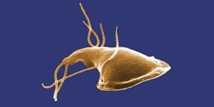 types de parasites dans le corps humain