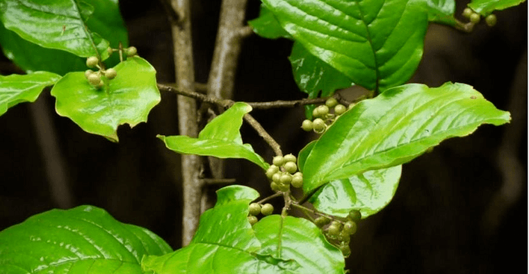Herbe ayurvédique Vidanga - un outil puissant contre les parasites dans les intestins