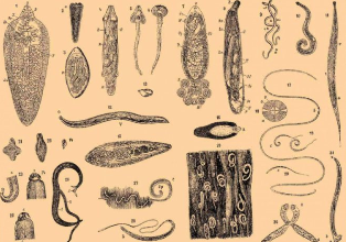 Types de parasites dans le corps de l'homme